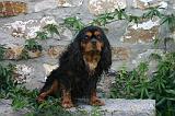 CAVALIER KING CHARLES 793